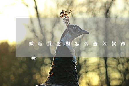 微粒貸逾期怎么查欠款(微粒貸是否逾期怎么看)