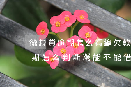 微粒貸逾期怎么看總欠款多少(微粒貸有過逾期 怎么判斷還能不能借)