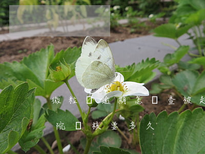 微粒貸逾期怎樣查被起訴(微粒貸逾期起訴法院審核要多久)