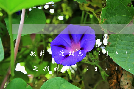 微粒貸逾期息費(fèi)怎么收取(微粒貸逾期利息規(guī)則)