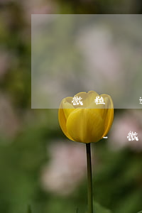 微粒貸逾期打電話給你聯(lián)系人嗎-微粒貸逾期打電話給你聯(lián)系人嗎是真的嗎