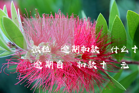 微粒貸逾期扣款為什么十幾塊的扣-微粒貸逾期自動扣款十幾元