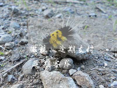微粒貸逾期支付寶聯(lián)系(微粒貸逾期客服電話)