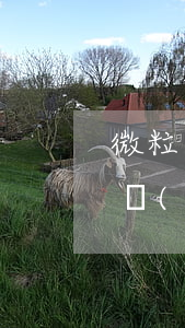 微粒貸逾期是否影響車(chē)貸(微粒貸會(huì)影響車(chē)貸嗎)