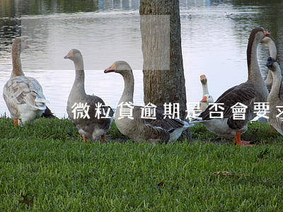 微粒貸逾期是否會要求一次性還清欠款?