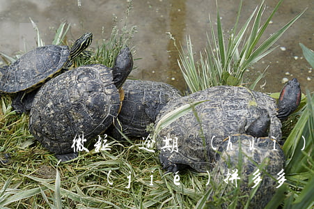 微粒貸逾期會(huì)不會(huì)凍結(jié)拼多多錢包-微粒貸逾期會(huì)不會(huì)凍結(jié)拼多多錢包余額