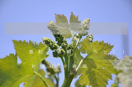 微粒貸逾期會(huì)不會(huì)秒扣(微粒貸逾期還會(huì)自動(dòng)扣款嗎)