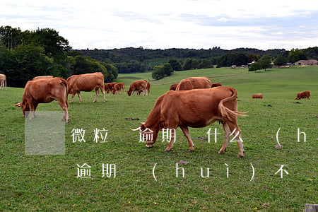 微粒貸逾期為什么會(huì)扣錢(微粒貸逾期會(huì)不會(huì)被秒扣)