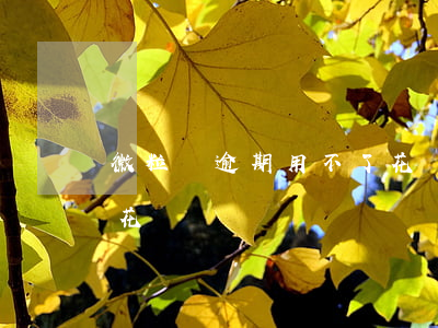 微粒貸逾期用不了花唄-微粒貸逾期用不了花唄