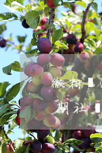 微粒貸逾期社區(qū)會配合嗎(微粒貸逾期社區(qū)會配合嗎)