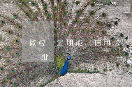 微粒貸逾期能辦信用卡嗎(微粒貸影響信用卡審批嗎)