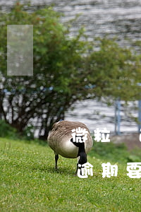 微粒貸逾期要求一次性還清怎么辦-微粒貸逾期要求一次性還清怎么辦呢