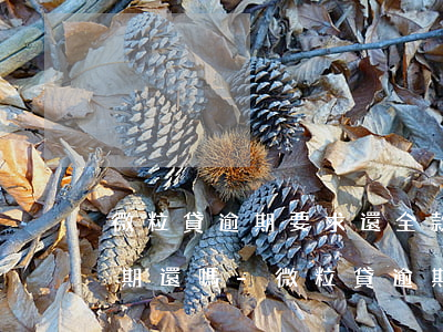 微粒貸逾期要求還全款,能協(xié)商分期還嗎-微粒貸逾期后要求還全款