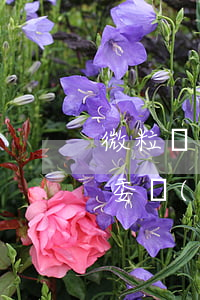 微粒貸逾期說去村委(微粒貸逾期找到我們村委會(huì))
