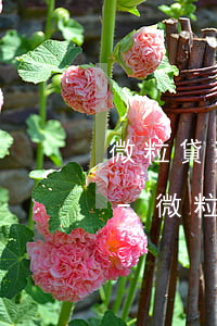 微粒貸逾期說要群發(fā)信息可以投訴-微粒貸逾期說要群發(fā)信息可以投訴嗎
