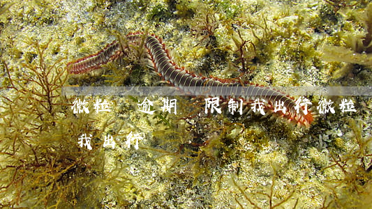 微粒貸逾期說限制我出行(微粒貸逾期說限制我出行)