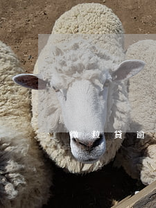 微粒貸逾期起訴立案標準