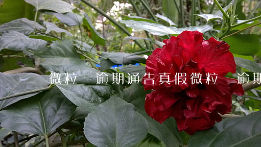 微粒貸逾期通告真假(微粒貸逾期通告真假查詢)