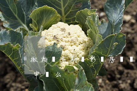 微粒貸逾期過影響房貸嗎(微粒貸會影響房貸申請么)