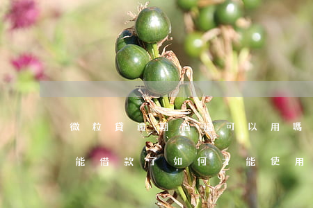 微粒貸逾期過還可以用嗎(微粒貸逾期還清不能借款了,如何才能使用)