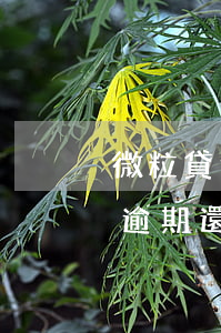 微粒貸逾期還不上借不到錢怎么辦-微粒貸逾期還不起怎么辦