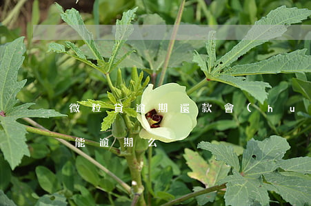 微粒貸逾期還款會(huì)怎么樣(微粒貸能逾期么)