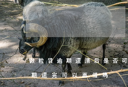 微粒貸逾期還清后是否可以在借-微粒貸逾期還完可以再借嗎