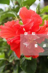 微粒貸逾期銀行終止分期(微粒貸嚴(yán)重逾期3年了)