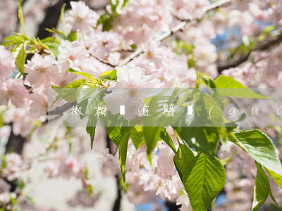 微粒貸 逾期 關(guān)閉