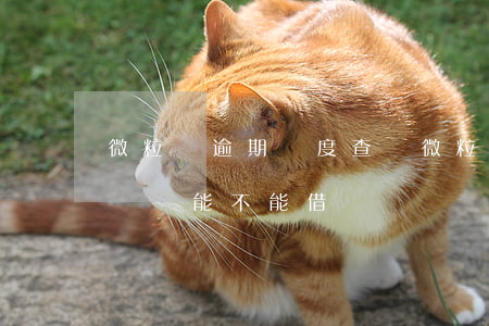 微粒貸逾期額度查詢 微粒貸有過逾期 怎么判斷還能不能借