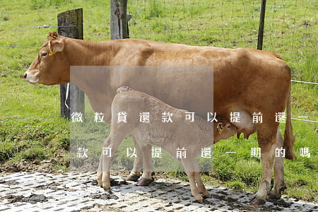 微粒貸還款可以提前還一期的嗎-微粒貸還款可以提前還一期的嗎怎么還