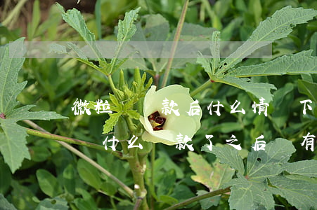 微粒貸還款后什么情況下沒有額度-微粒貸為什么還款了之后沒有額度