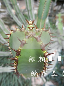 微粒貸還款后是否可以重新借出-微粒貸還款后是否可以重新借出錢