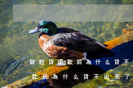 微粒貸還款后為什么貸不出來了-微粒貸還款后為什么貸不出來了呢