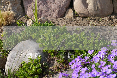 微粒貸還款后還能不能立馬再貸-