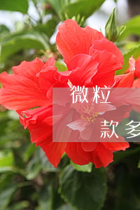 微粒貸還款多久才可以重新有額度-微粒貸還款多久才可以重新有額度了