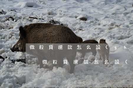 微粒貸還款怎么設(shè)置扣款銀行卡-微粒貸還款怎么設(shè)置扣款銀行卡號