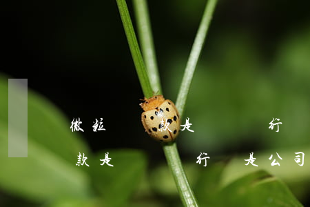 微粒貸還款是還給銀行還是公司-微粒貸還款是還給銀行還是公司的