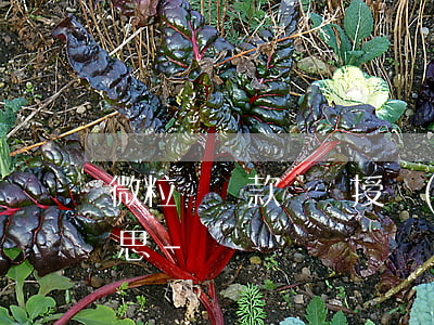 微粒貸還款簽約授權(quán)是什么意思-