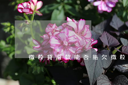 微粒貸還款能否拖欠(微粒貸還款能否拖欠)