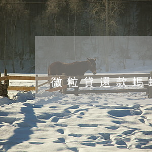 微粒貸還款螞蟻花唄：安全嗎？