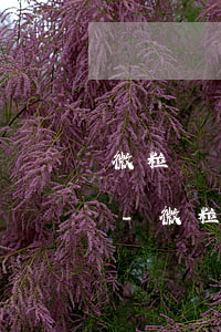 微粒貸還款要綁定銀行賬號(hào)的嗎-微粒貸還款要綁定銀行賬號(hào)的嗎安全嗎