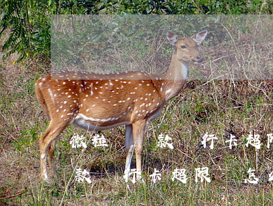微粒貸還款銀行卡超限額怎么辦-微粒貸還款銀行卡超限額怎么辦啊