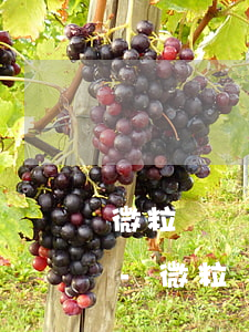 微粒貸還款顯示結(jié)清周期是多長-微粒貸還款顯示結(jié)清周期是多長時間啊