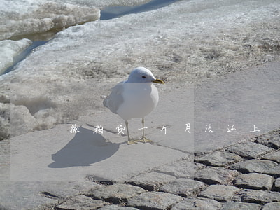 微粒贷一个月没还上