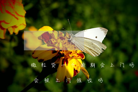 微粒贷一千逾期会上门吗(微粒贷逾期一个月会被上门催收吗)