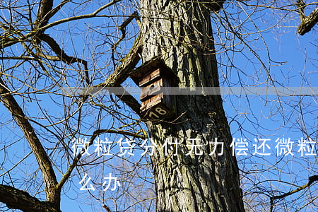 微粒贷分付无力偿还(微粒贷分付无力偿还怎么办)