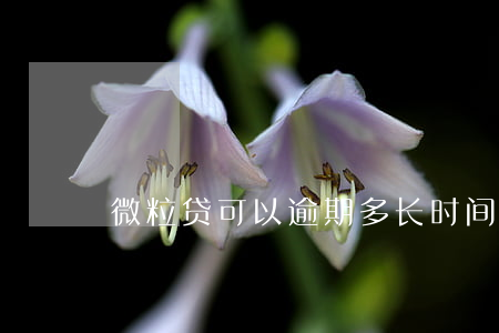 微粒贷可以逾期多长时间(微粒贷能逾期么)
