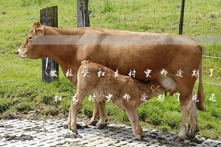 微粒贷和支付宝都逾期了先还哪个-微粒贷和支付宝都逾期了先还哪个额度