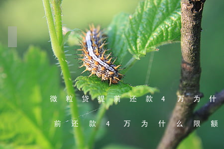 微粒贷提前还款4万为什么限额-微粒贷提前还款4万为什么限额了